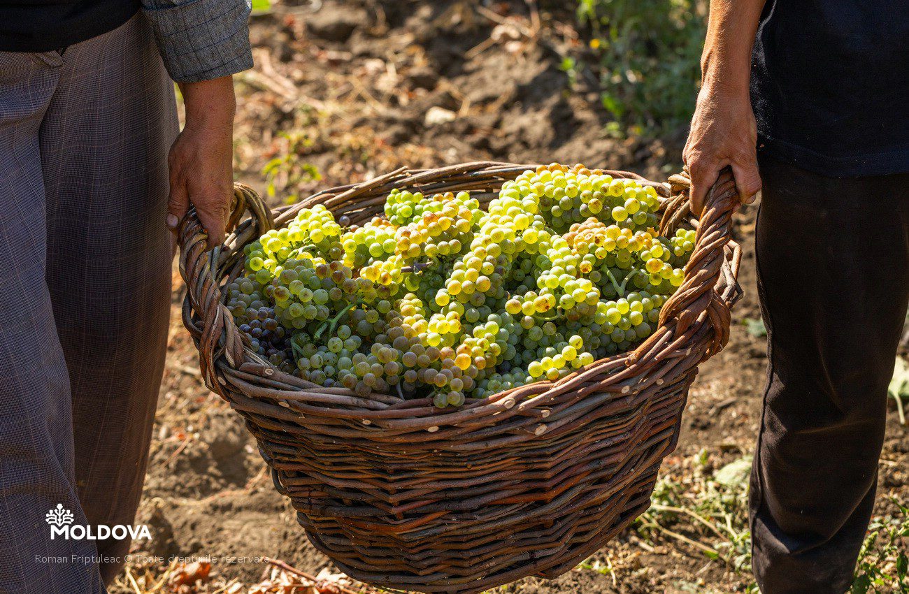 Grape harvest in Moldova